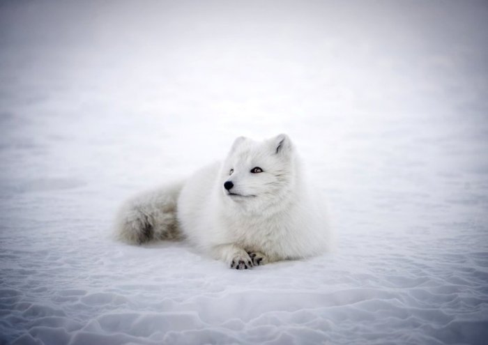 Husky Dog Glacier Ice Age Winter Climate Cold